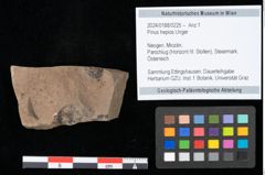Foto (Objekt + Etikett) von Pinus hepios Unger (NHMW-GEO-2024-0188-0225)